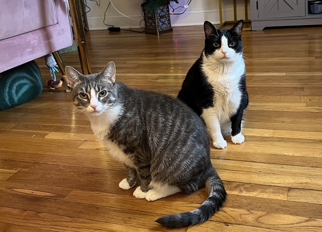 cats